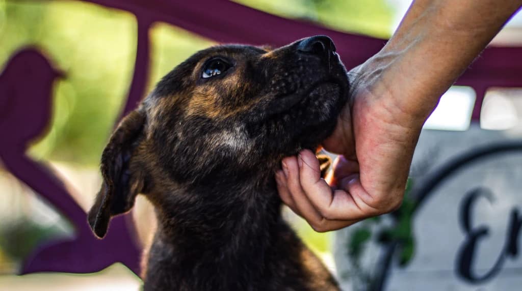 Omheinde ruimte van een asiel, warm natuurlijk licht, een hond die vrij rondloopt.