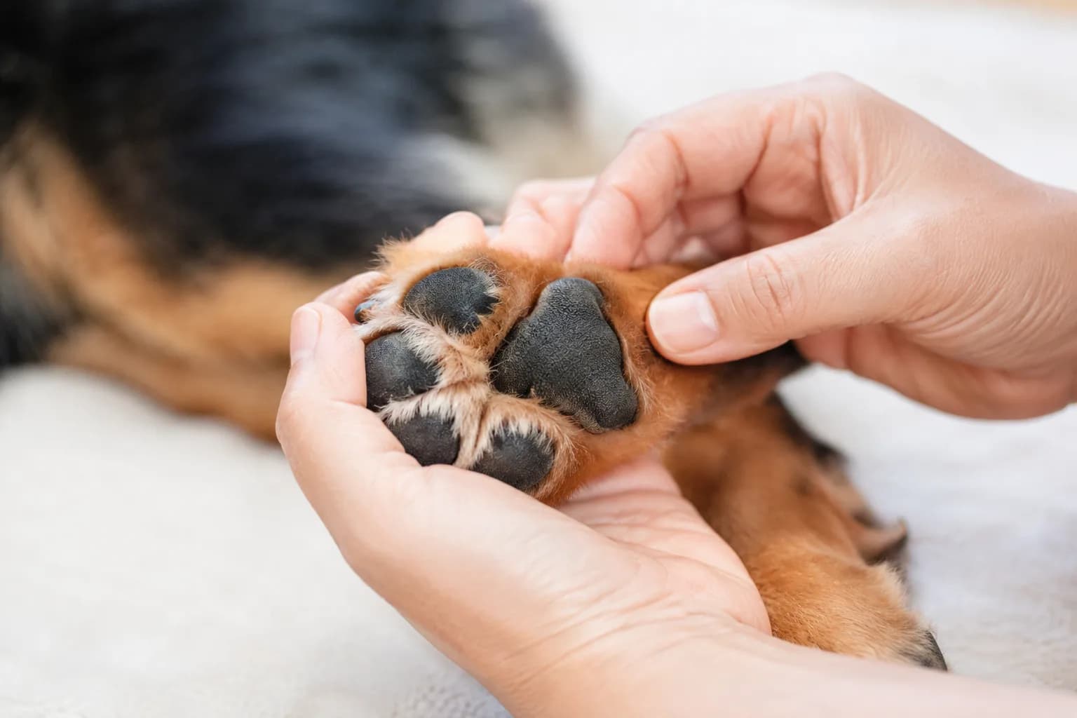 De voetzooltjes van een hond nakijken op brandwonden door de hitte