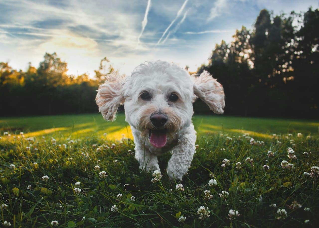 Een blije hond rent in een omheind, groen terrein